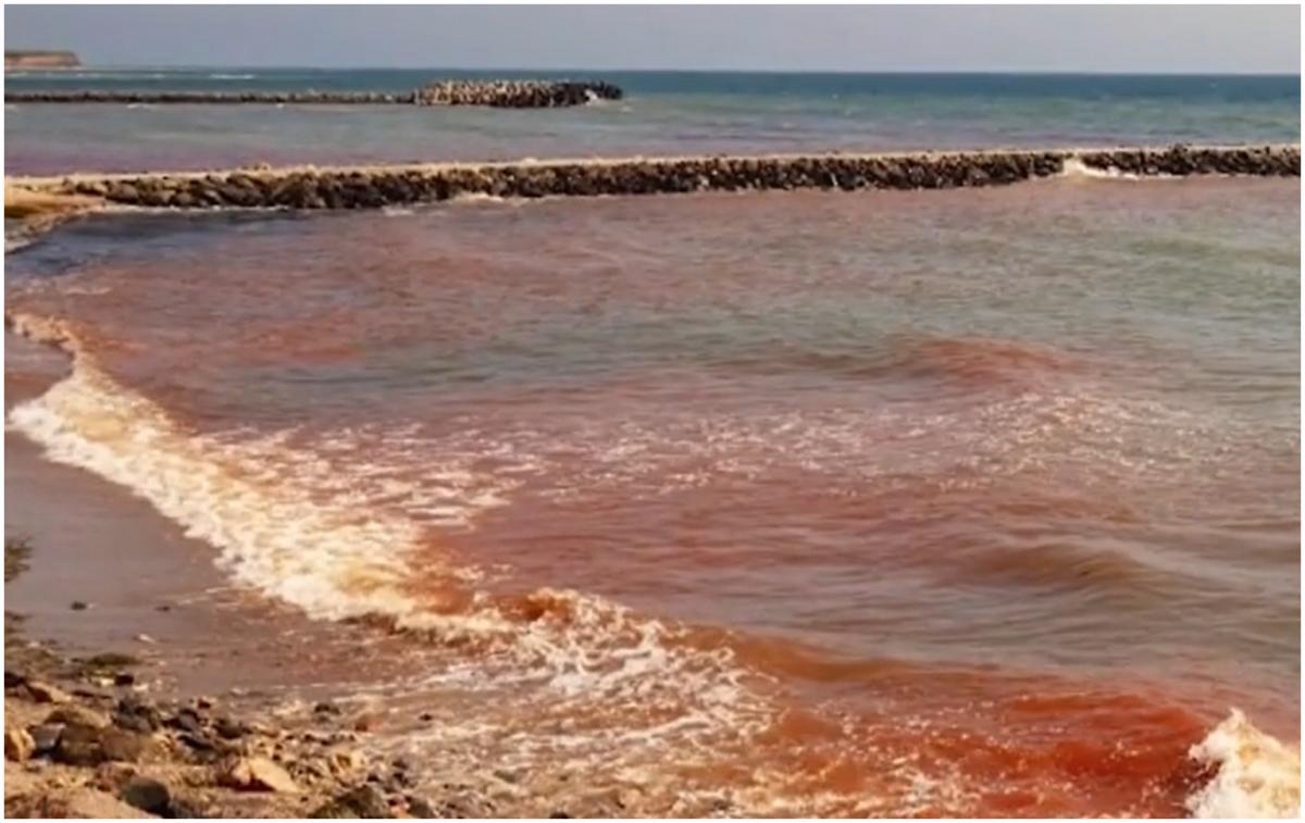 Oana Vlas: Marea Neagră, sub amenințarea microalgelor toxice. Ce au descoperit cercetătorii în apele României și Bulgariei
