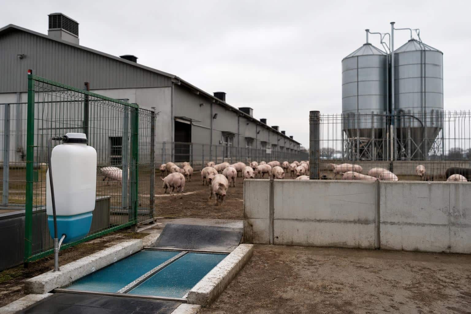 Pesta porcină africană confirmată la Stâlpu: ce măsuri urmează pentru ferma cu 5.720 de porci