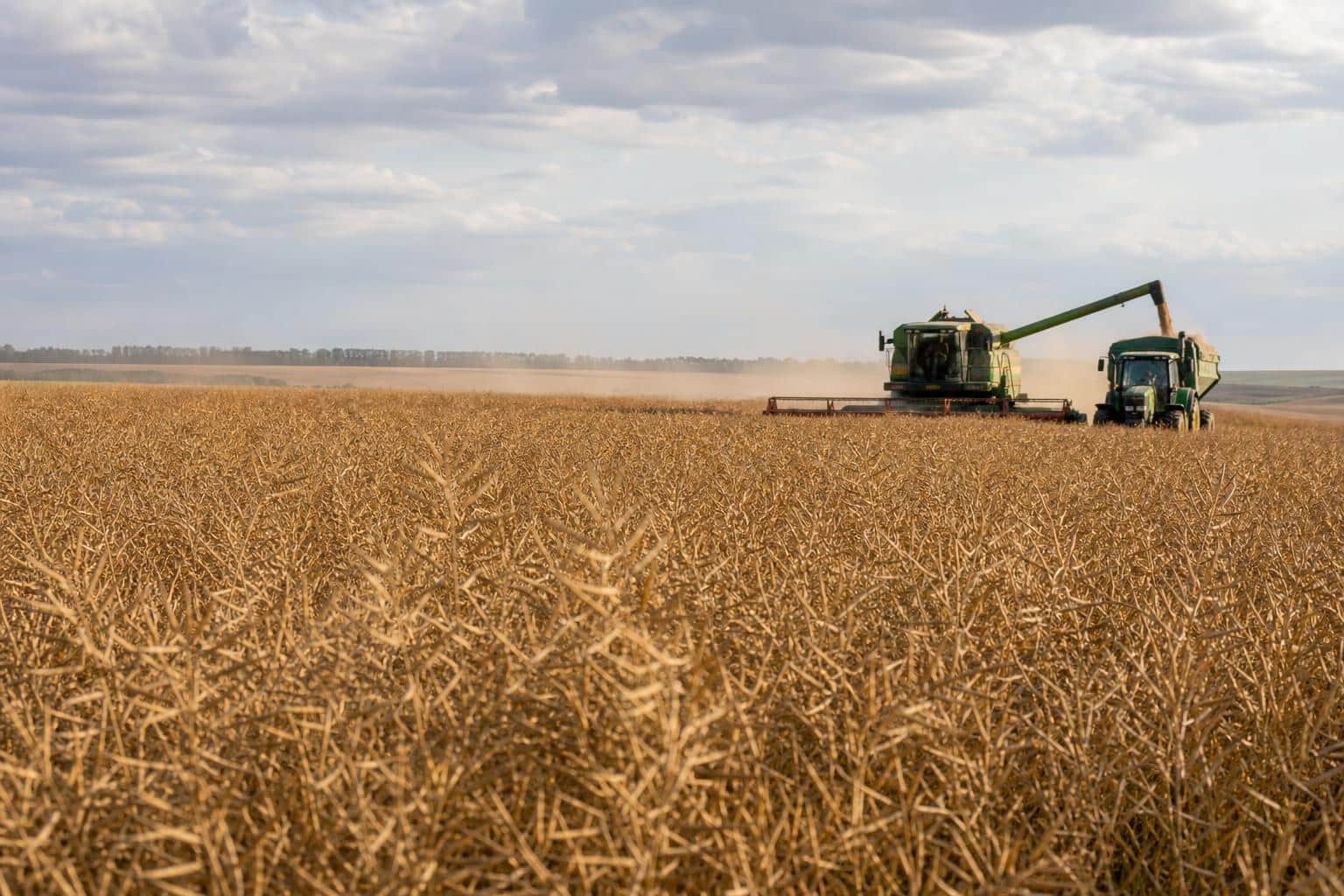 Rapița în campania 2025–2026: producții raportate de până la 5.400 kg/ha și tehnologii diferite