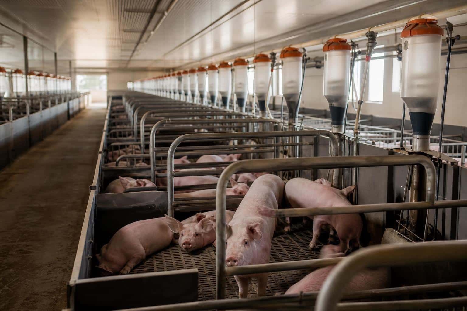 Schema de sprijin pentru crescătorii de porci: 11,9 sau 13,7 euro pentru fiecare loc de cazare