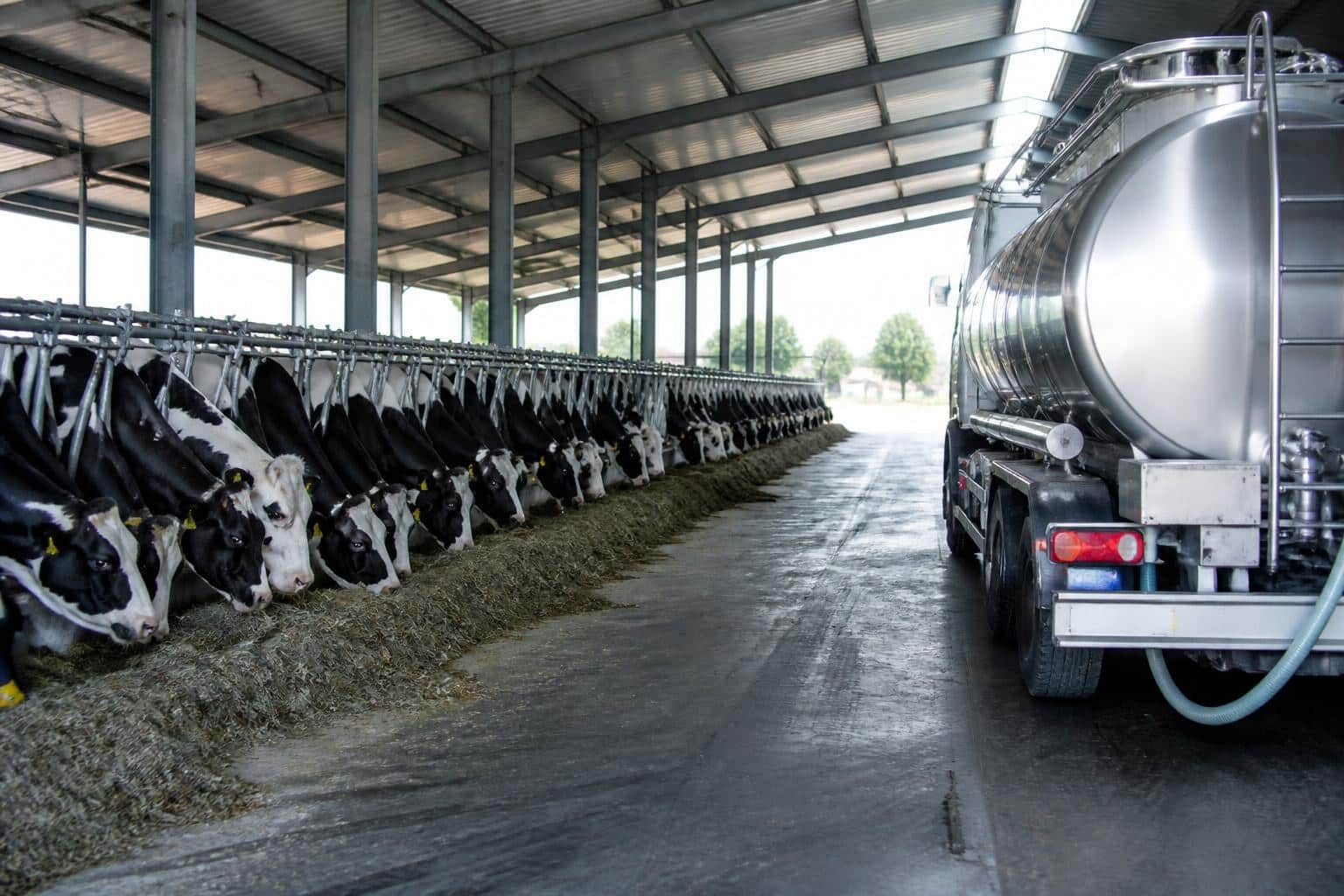 Exporturile către Libia: ce acoperă cele șase certificate sanitar-veterinare semnate de ANSVSA
