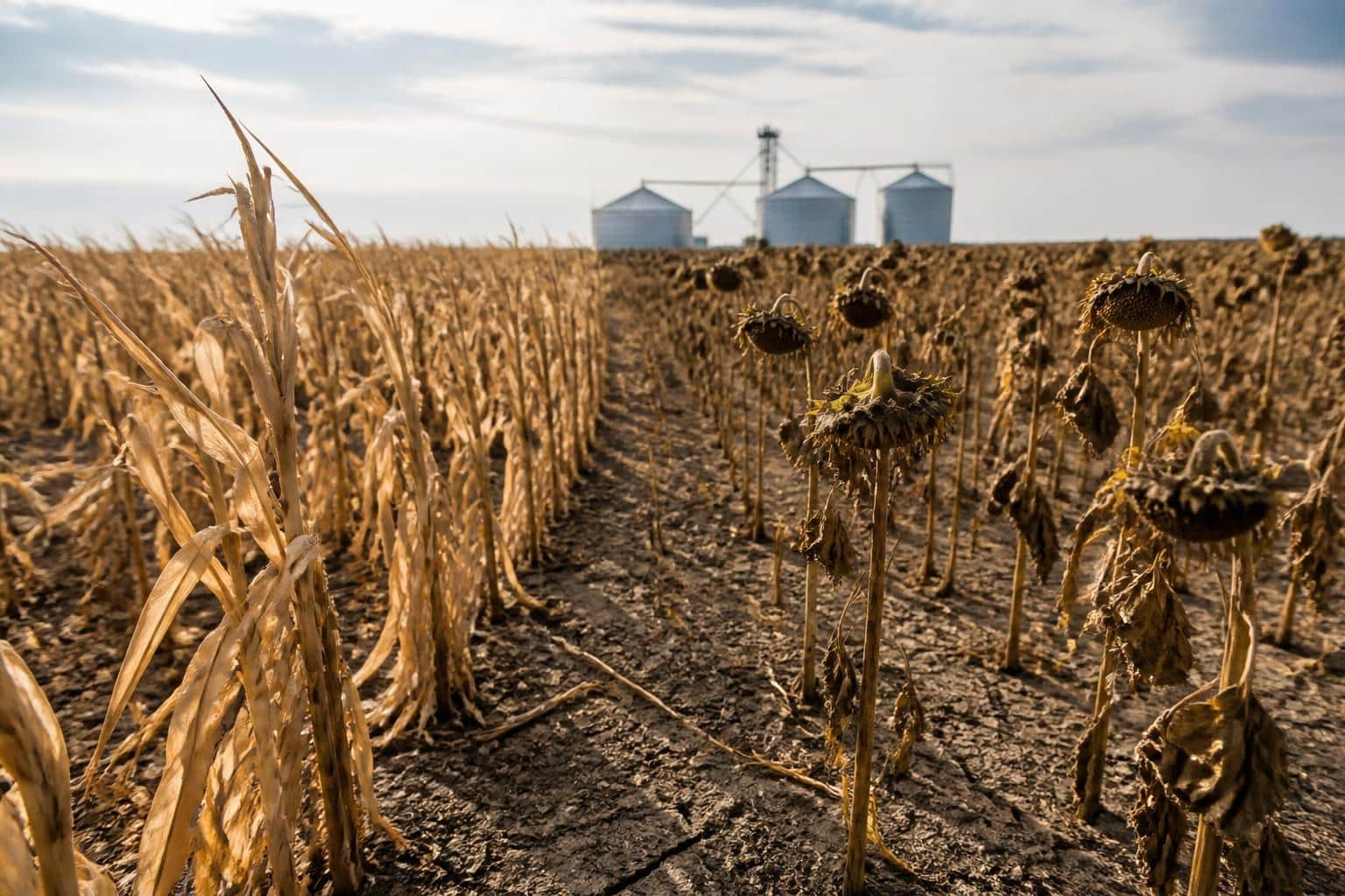 Producția de porumb a României ar putea crește în 2026, deși suprafața cultivată scade