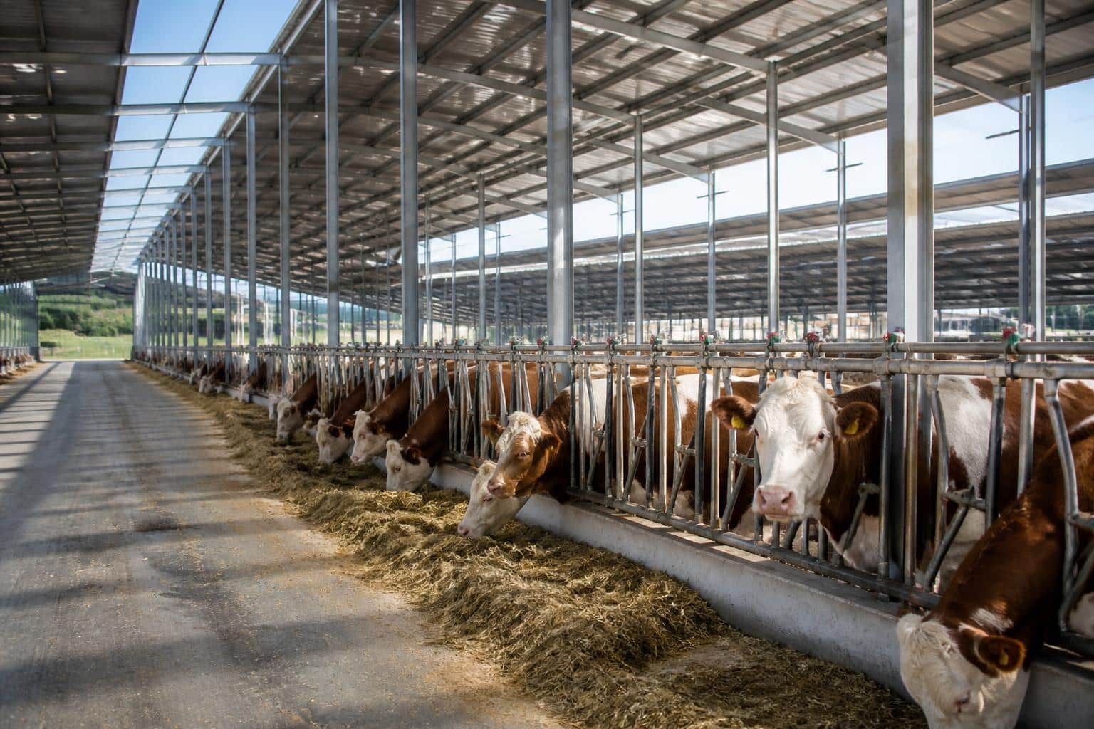 Comerțul cu bovine al României: de ce exportul de animale coexistă cu importurile de carne de vită
