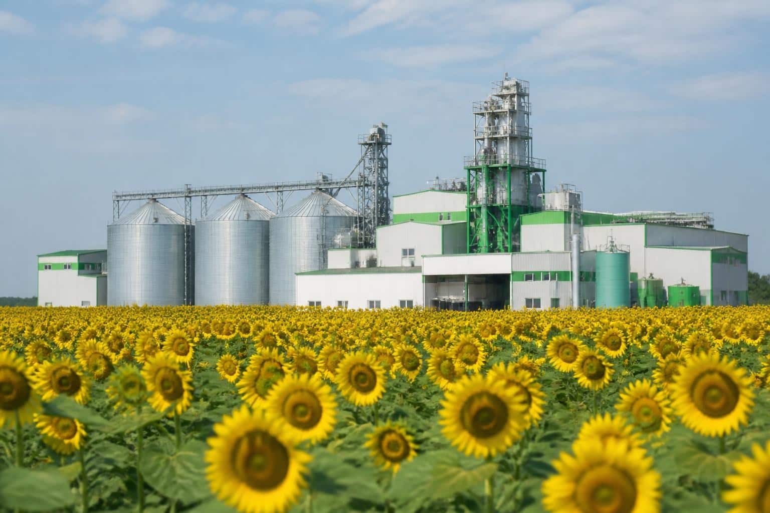De ce importă România semințe de floarea-soarelui, deși este lider european la producție