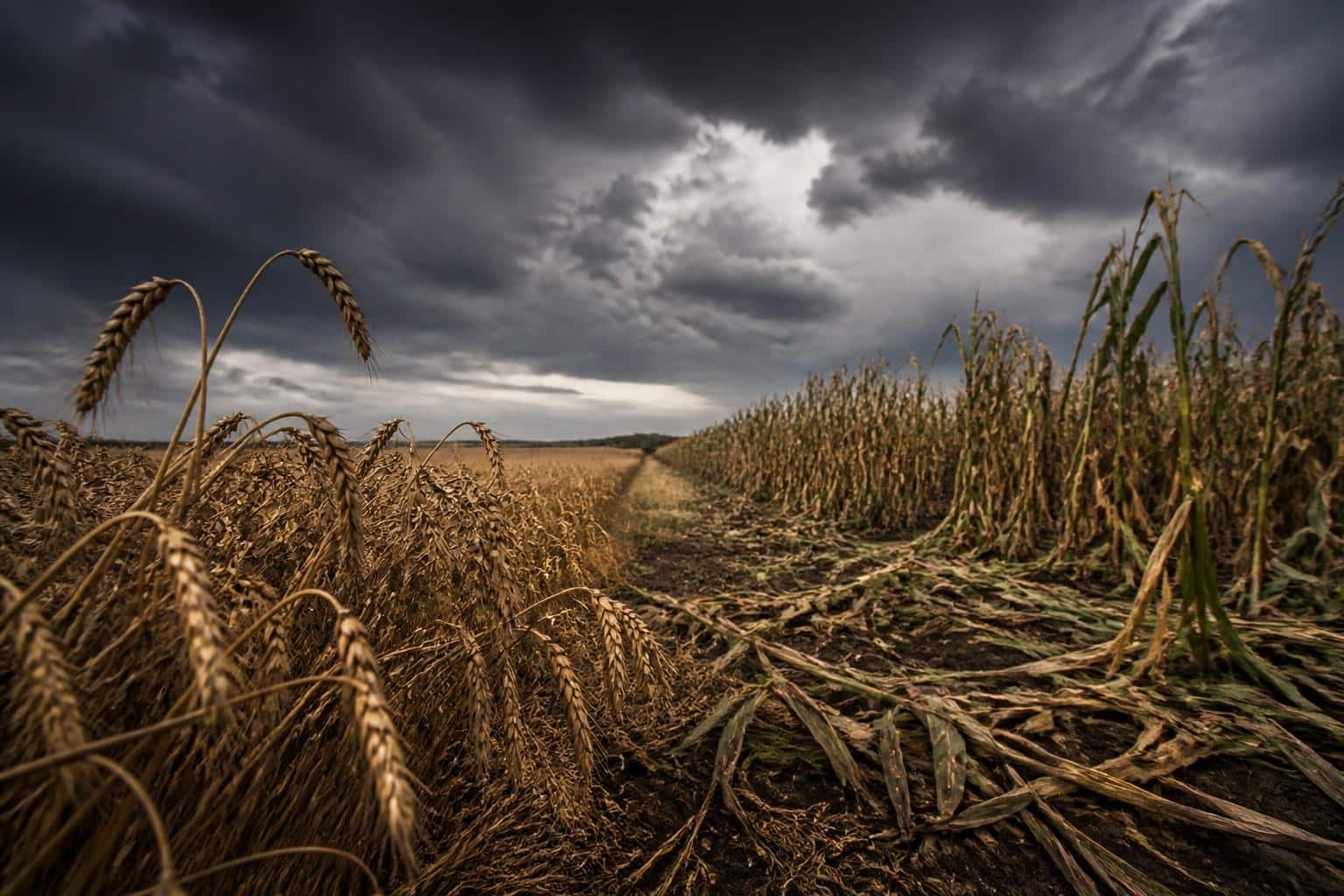Prețurile agricole au crescut puternic în trimestrul al treilea: grâul și porumbul s-au scumpit cu aproximativ 15%
